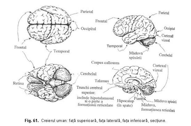 Text Box: 
Fig. 61. Creierul uman: fata superioara, fata laterala, fata inferioara, sectiune.
